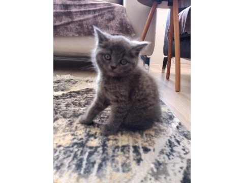 2 aylık dışı british shorthair yavru