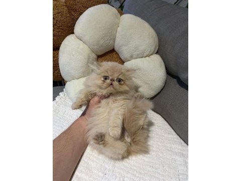 Exotic shorthair - iran persian
