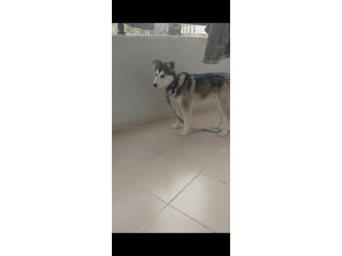 Husky 7 aylık