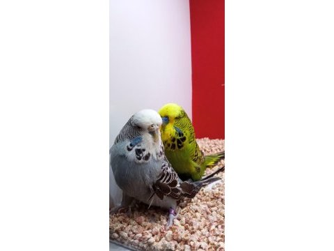 Show jumbo çift kuşlarımız