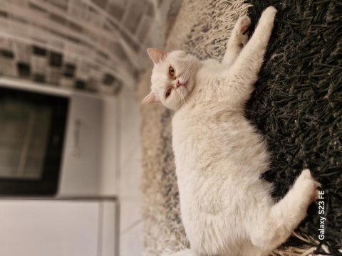 Uysal dişi british shorthair