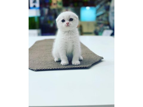 Scottish fold yaruları ankara