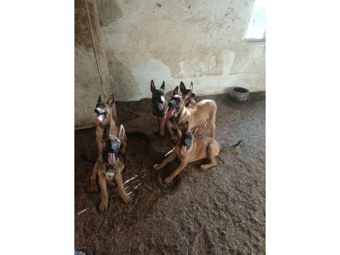 30 günlük ırk garantili oyuncu hırslı malinois yavrular