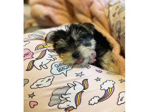 Sevgi dolu ve uyumlu yavru köpekler