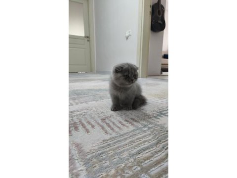 İki aylık yavru scottish fold