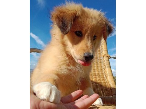 Sevimli border collie bebeğin işte burada