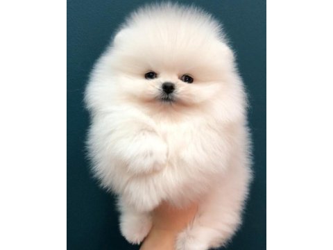 Pomeranian boo yavruları