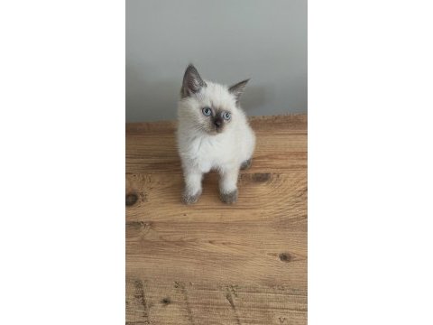 British shorthair bebek