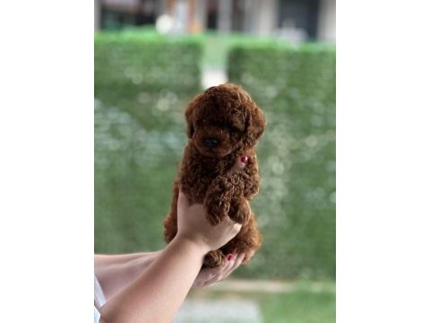 50 günlük erkek poodle