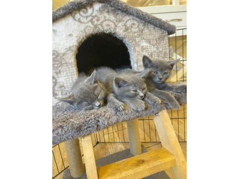 British shorthair 2 aylık kedimiz