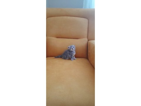 Scottish fold kedimiz