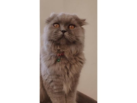 Ücretli sahiplendirme scottish fold