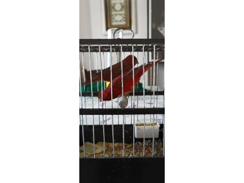 Hazır gurul gurul öten bakiri kanaryalar