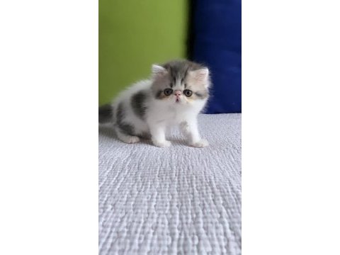 Exotic shorthair kedimiz