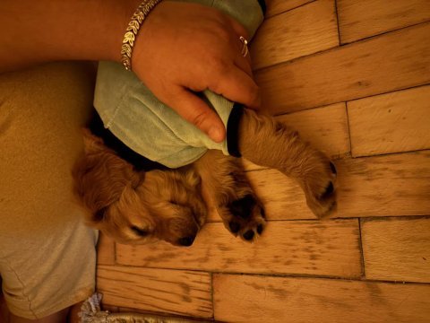 Golden retriever köpeği