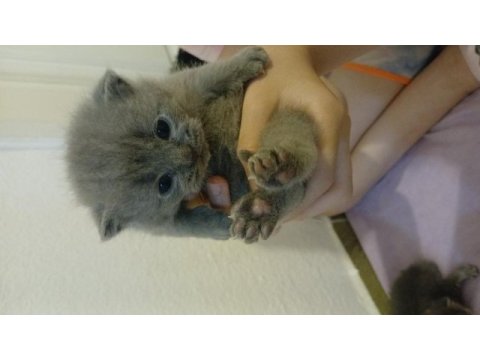 Scottish fold 1 aylık kediler