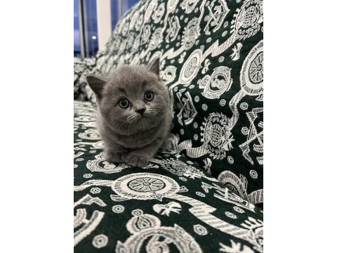 Scottish fold british
