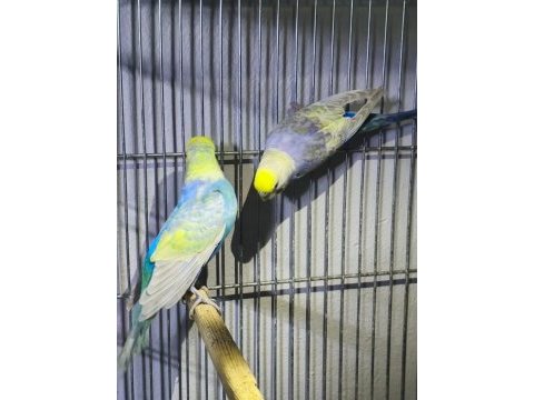 Rainbow takım muhabbet kuşu