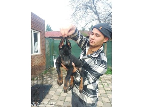 Doberman yavruları