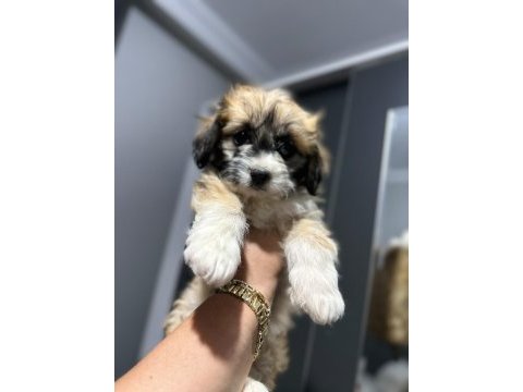 Maltipoo bebek yavrular