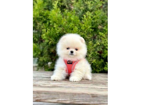 Safkan pomeranian boo köpekler