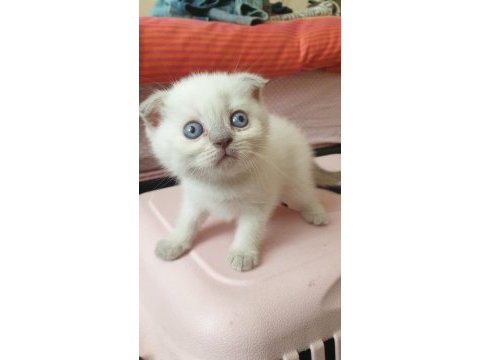 Blue point british longhair
