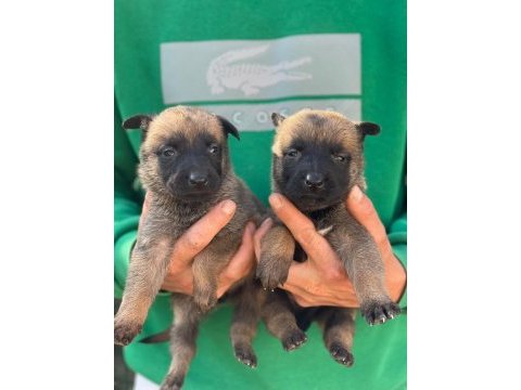 Saf kan belçika malinois yavrular için geç kalmayın