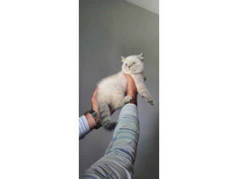 Scottish fold