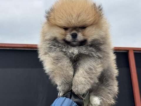 Petmode köpek çiftliğinden tea cup teddy pomeranian