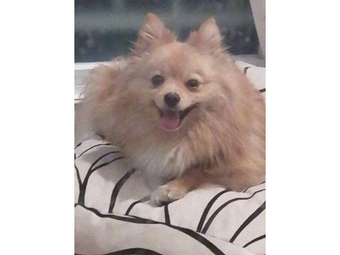 Uygun puana sahiplendirilecek pomeranian boo