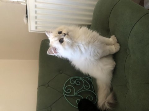 British longhair kedimizi sahiplendirme