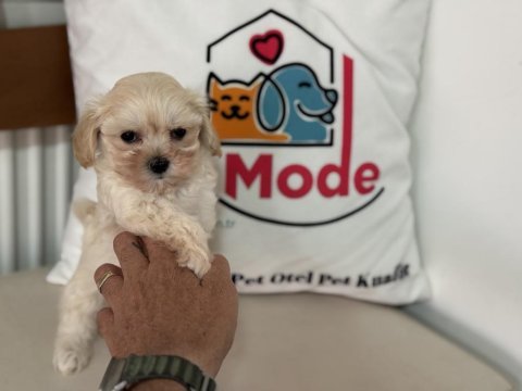 Petmode köpek çiftliğinden tea cup maltipoo