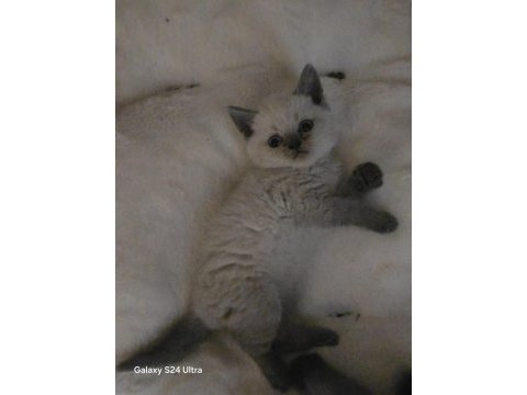 Masmavi gözler çok akıllı yavru