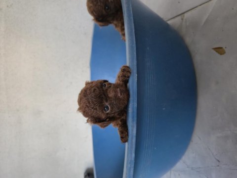 10 güne teslim kore anne babadan safkan kore poodle bebekler