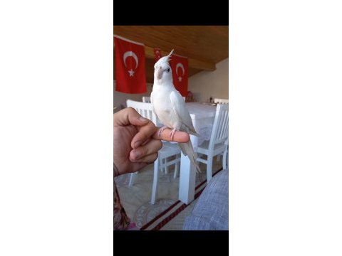 Sevimli kırmızı göz albino sultan papağanı