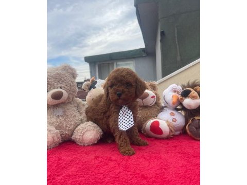 Kg garantili poodle yavrular