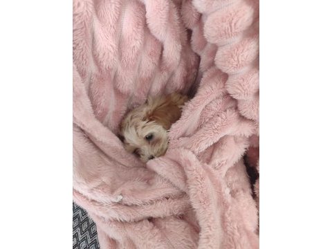 Kg garantili maltipoo