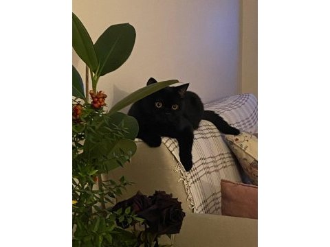 Ücretsiz british shorthair