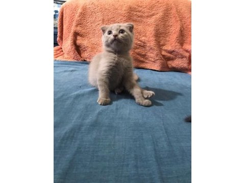 1,5 aylık kulaksız scottish fold