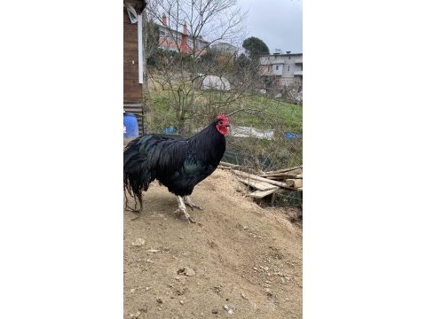 A kalite australorp ve sılver wyandotte horozlar