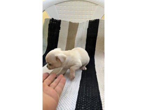 Safkan sıfır burun şivava