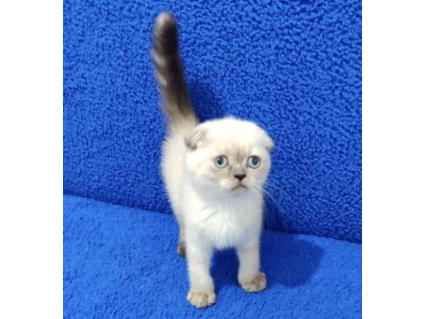 Teslime hazır mükemmel bir scottish fold