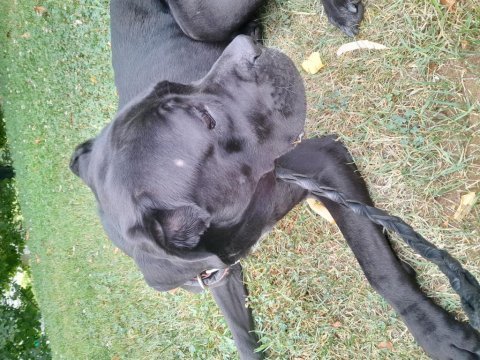 Can dosta kalıcı yuva cane corso
