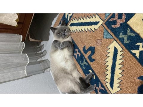 Kedimiz yeni yuvasını arıyor