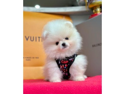 Sevimli pomeranian boo yavrularımız