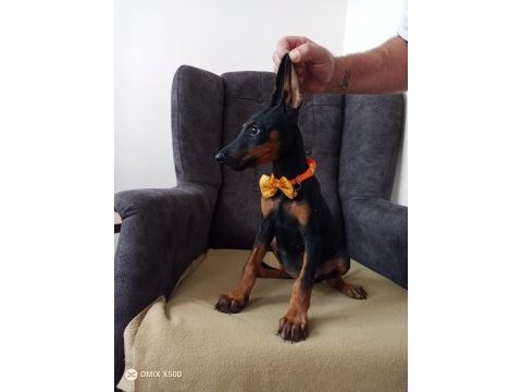 Irk garantili doberman yavrular
