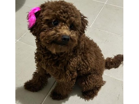 Red brown poodle kızımız