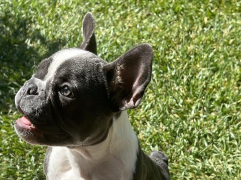 1 yaşında dişi french bulldog