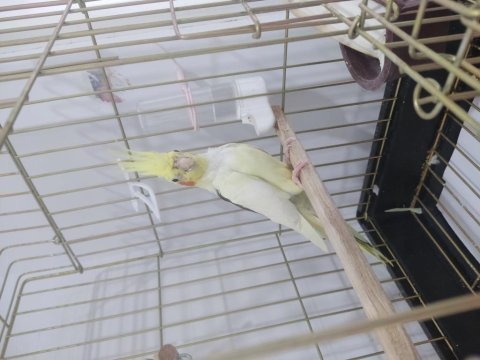 9 aylık genç yakışıklı erkek sultan papağanımız