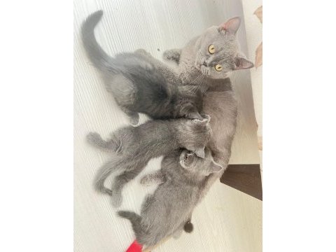 2 aylık british yavrularımız sahiplendirilecektir